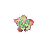 Aeonium Stickers