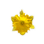 Wild Daffodil Stickers