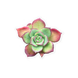 Aeonium Stickers