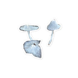 Mushroom Stickers