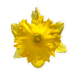 Wild Daffodil Stickers