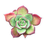 Aeonium Stickers