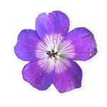 Lilac Geranium Stickers